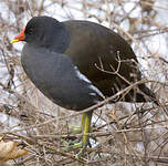 Gallinule poule-d'eau