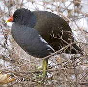 Common Moorhen