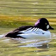 Common Goldeneye