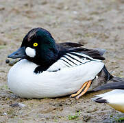 Common Goldeneye