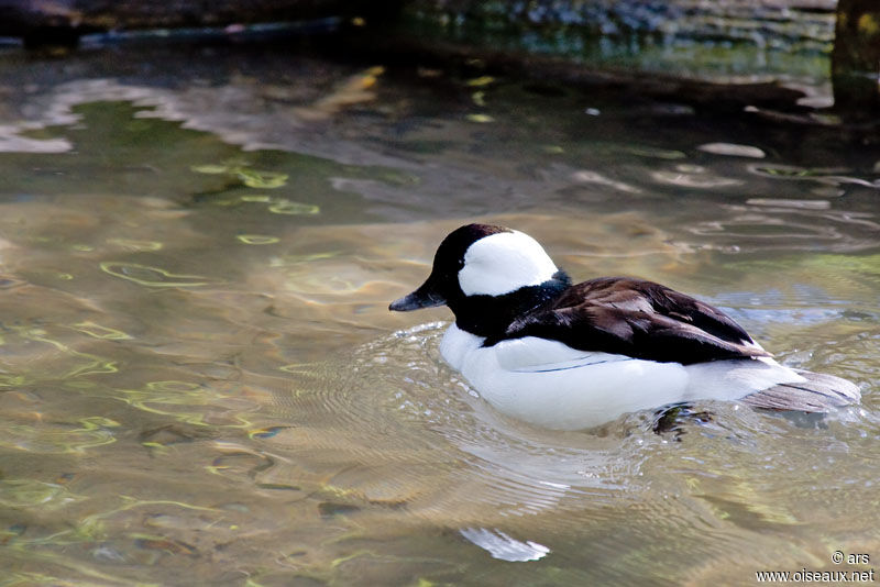 Bufflehead male, identification