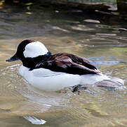 Bufflehead