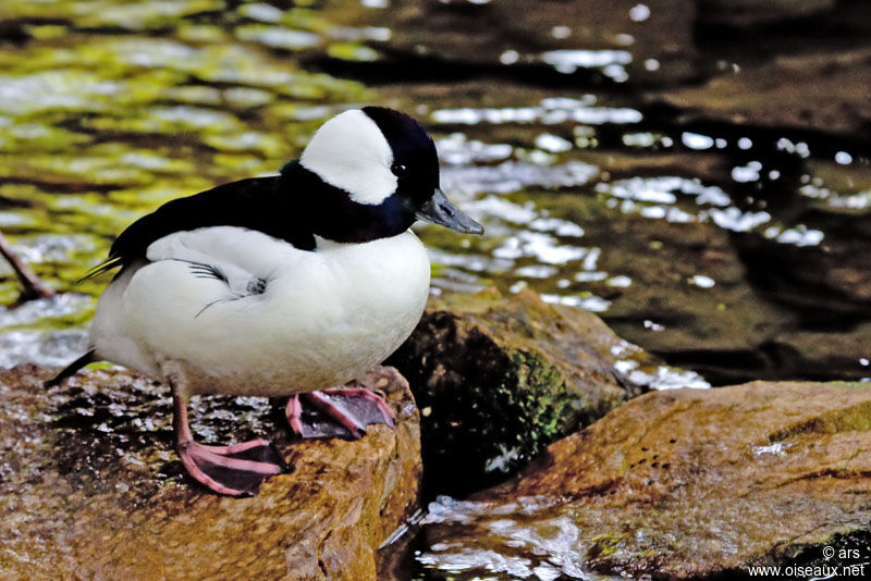 Bufflehead male adult, identification