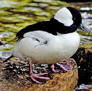 Bufflehead