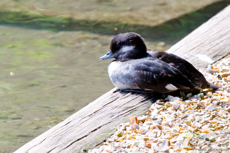 Bufflehead female, identification