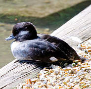 Bufflehead