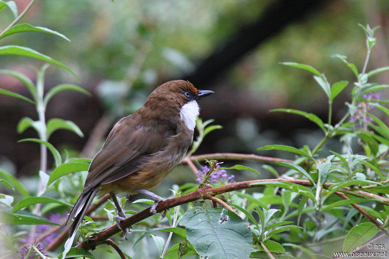 White-throated Laughingthrush, identification