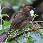 White-throated Laughingthrush