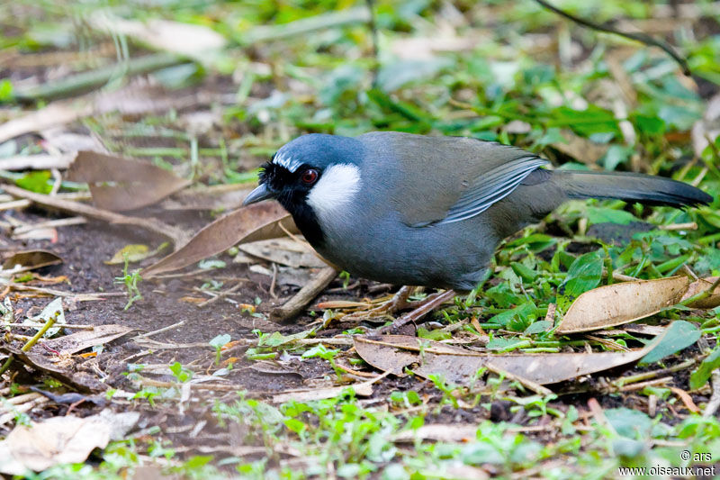 Black-throated Laughingthrush, identification