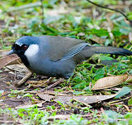 Black-throated Laughingthrush