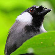 Black-throated Laughingthrush