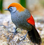 Red-tailed Laughingthrush