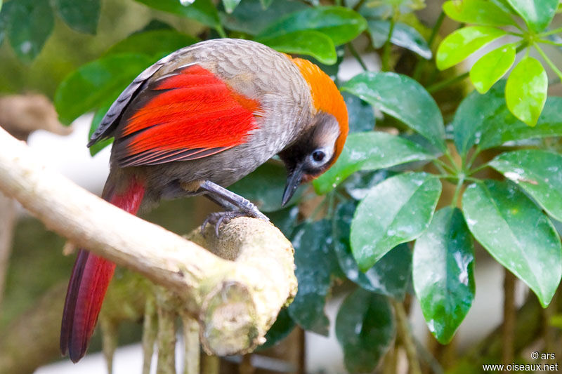 Red-tailed Laughingthrush, identification