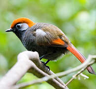 Red-tailed Laughingthrush