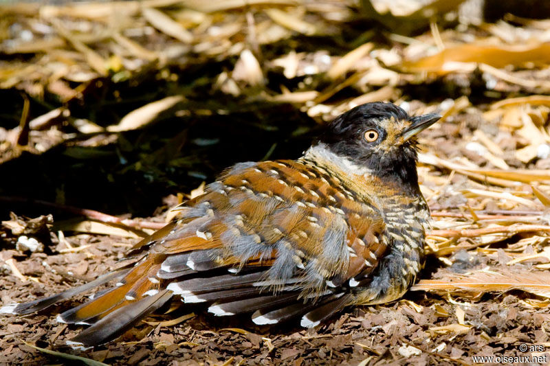 Garrulaxe ocellé, identification