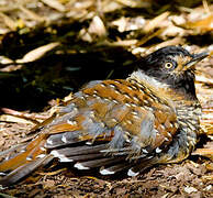 Spotted Laughingthrush