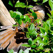 Spotted Laughingthrush