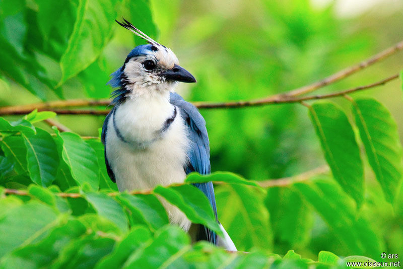 White-throated Magpie-Jay, identification