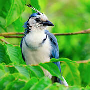 White-throated Magpie-Jay