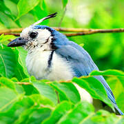 White-throated Magpie-Jay