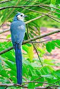 White-throated Magpie-Jay