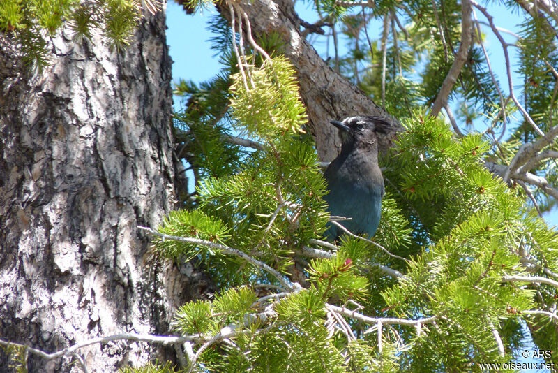 Steller's Jay male