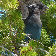 Steller's Jay