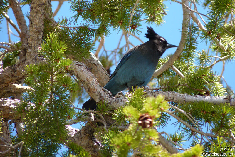 Steller's Jay male, identification