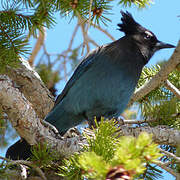 Steller's Jay