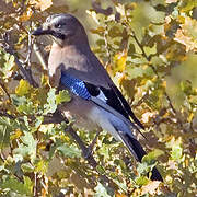 Eurasian Jay