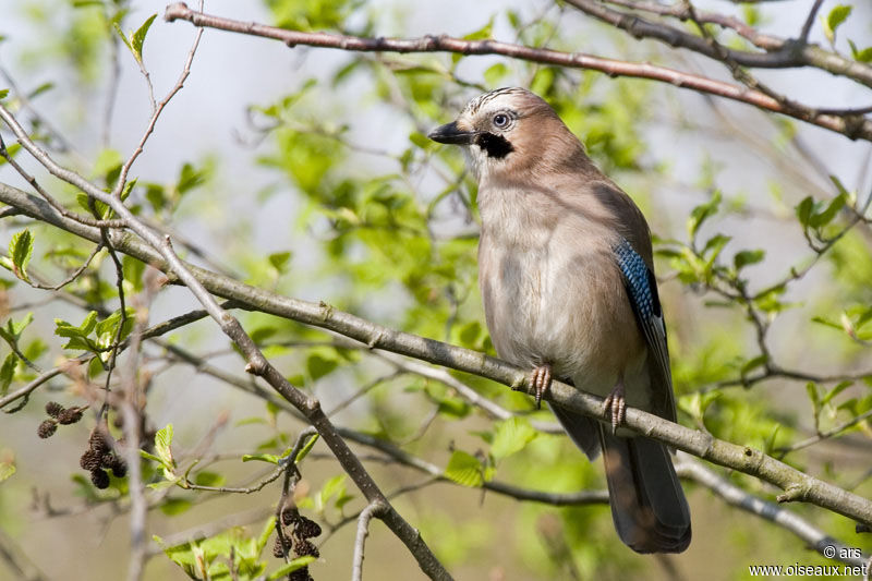 Geai des chênes, identification