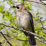 Eurasian Jay