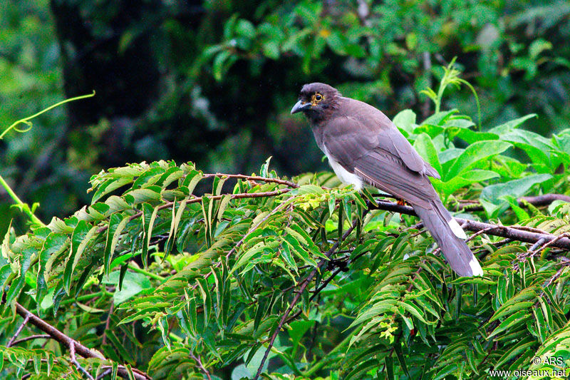 Brown Jay male juvenile, identification