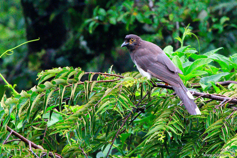 Geai enfumé mâle juvénile, identification