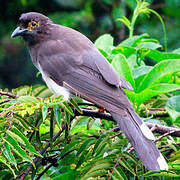 Brown Jay