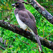 Brown Jay