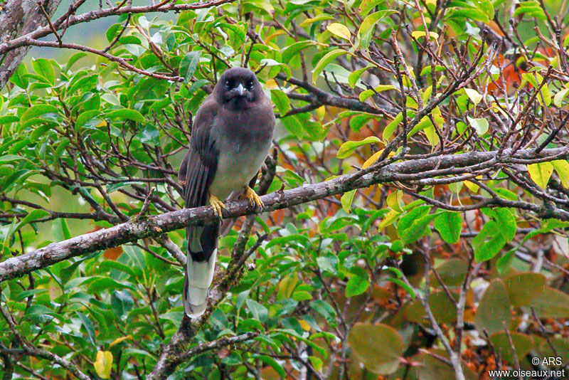 Geai enfumé mâle, identification