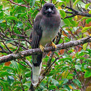 Brown Jay