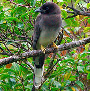 Brown Jay