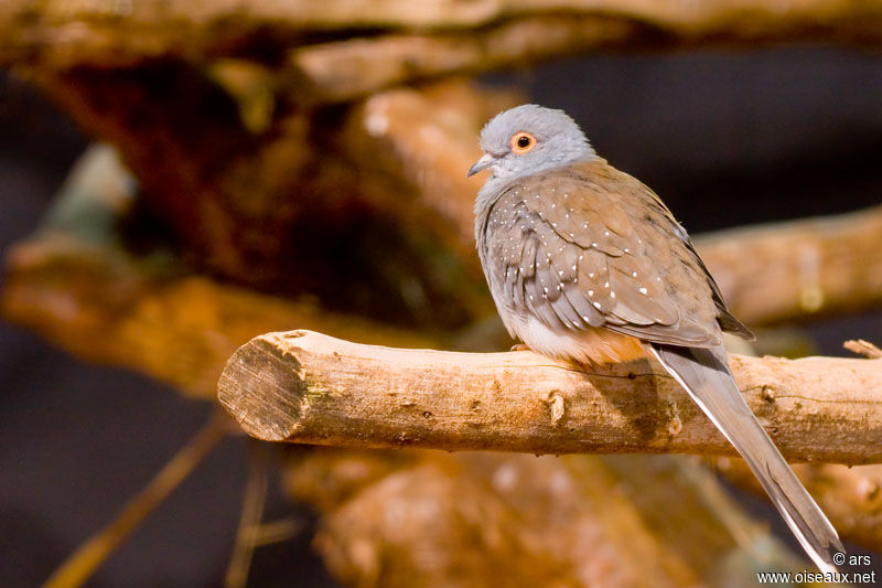 Diamond Dove, identification