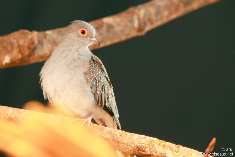 Diamond Dove, identification