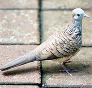 Peaceful Dove