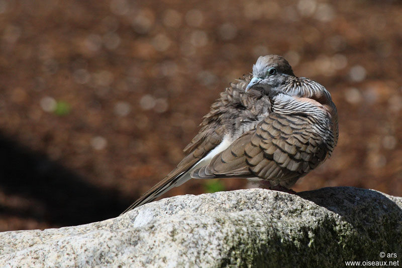 Zebra Dove, identification