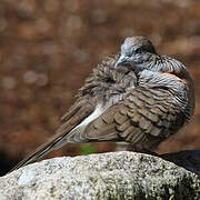 Zebra Dove