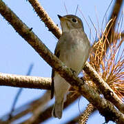 Asian Brown Flycatcher