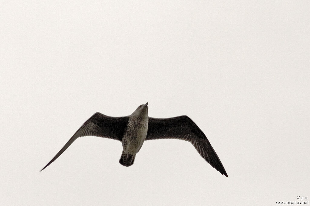 European Herring Gull, identification