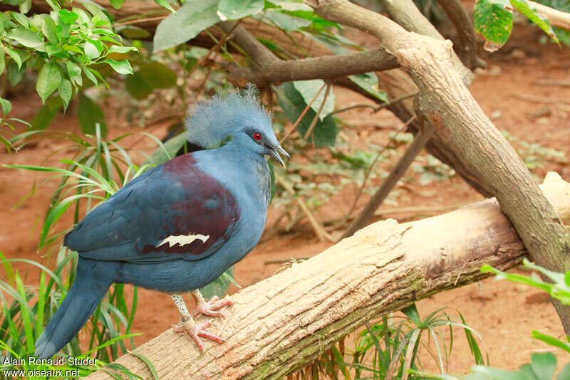 Western Crowned Pigeonadult, identification