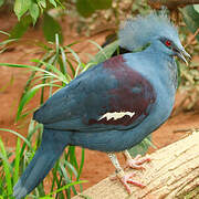 Western Crowned Pigeon