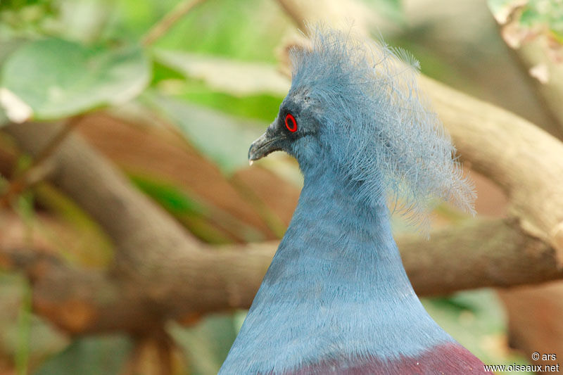 Western Crowned Pigeon, identification