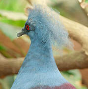 Western Crowned Pigeon